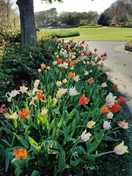 istock Landscaping and Gardening 1003115658