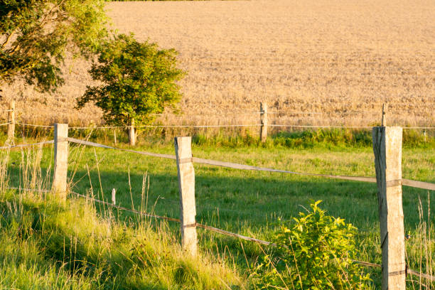 istock Old wooden fence on green meadow 1003122528