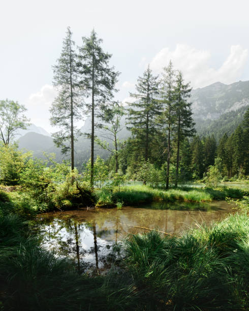istock Amazing misty summer day on the Hintersee 1003122728