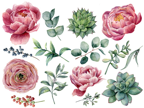 Watercolor peony, succulent and ranunculus floral set. Hand painted red and blue berry, eucalyptus leaves isolated on white background. Illustration for design, print