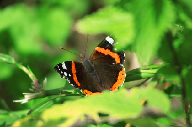 istock Vanessa atalanta, the red admiral or previously, the red admirable on the leaf 1003122966