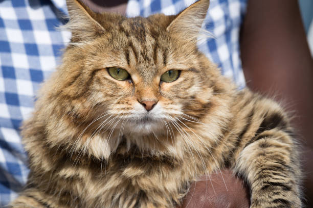 istock Cat relaxing in children's arm 1003127168