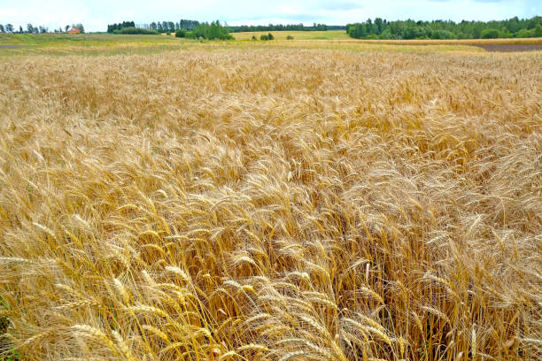 istock Field with ears of ripe wheat 1003129964