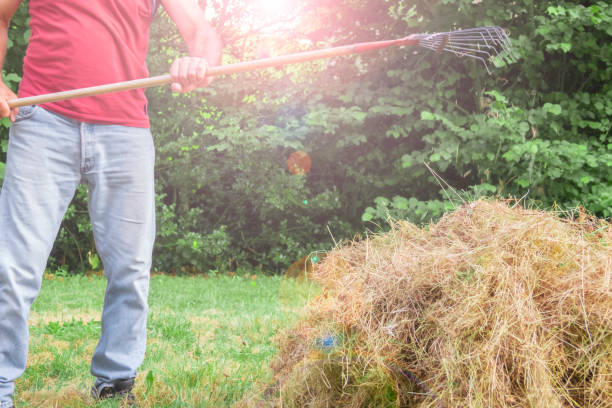 istock A man collects dry grass with pitchforks. 1003133998