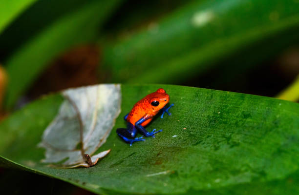 istock Strawberry poison Dart Frog 1003143272