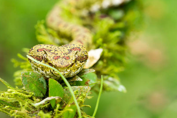 코스타리카에서 속눈썹 모사 - eyelash viper 뉴스 사진 이미지