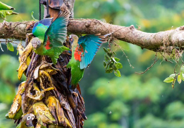 istock Fighting Green parrots in Costa Rica 1003143318