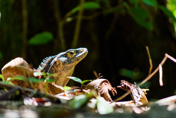 istock Sunbathing Iguana in Costa Rica 1003143478