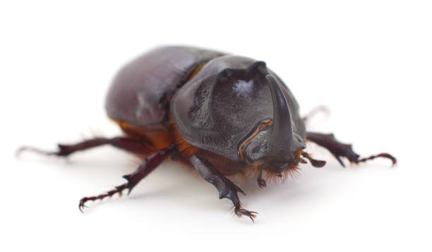 bug (oryctes nasicornis). - nasicornis imagens e fotografias de stock