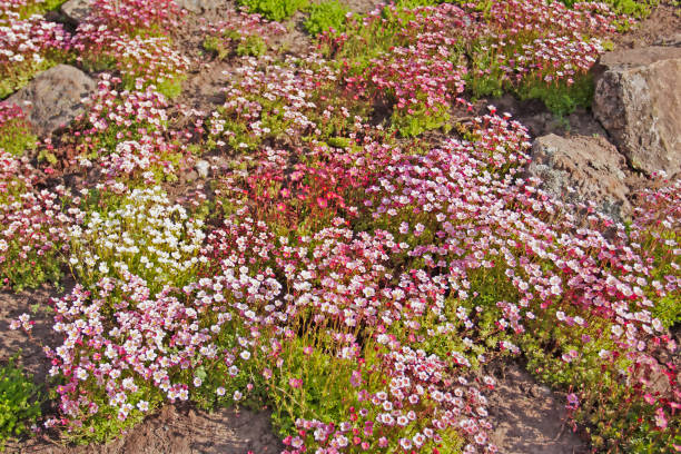 istock Colorful carpet of saxifrage (arendsii) in spring 1003150994