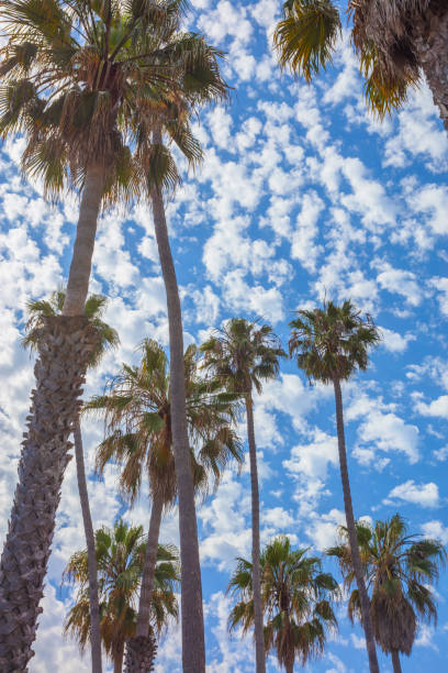 istock Los Angeles Palm Trees 1003156518