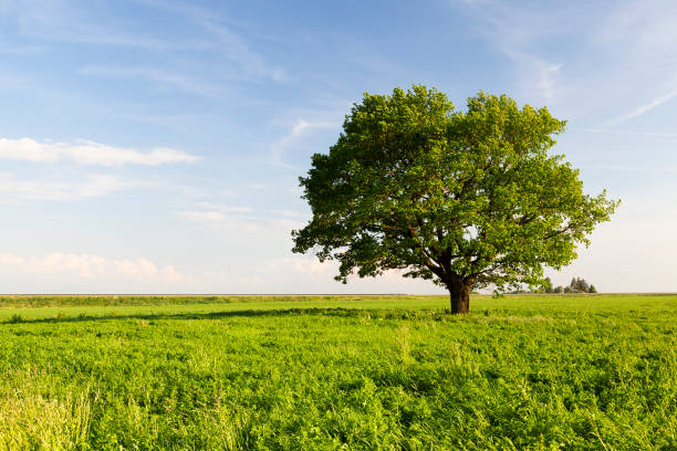 hermoso oak tree - tree crown fotografías e imágenes de stock