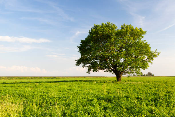 beautiful oak tree beautiful oak tree with green foliage on a background of blue sky and green grass under the crown, summer landscape. in the background road oak tree stock pictures, royalty-free photos & images