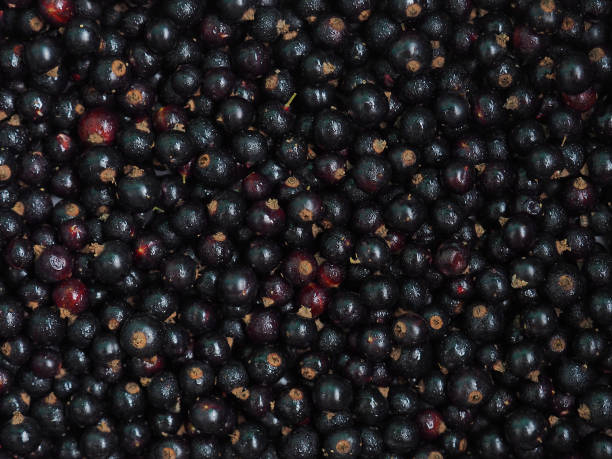 istock Fresh sweet blackcurrant background covered with tiny drops of water condensate. Ribes nigrum. Close-up blackcurrant texture, surface, top view. Harvesting 1003159742