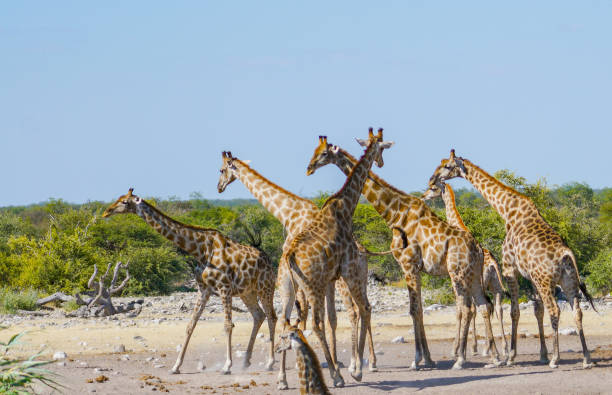 istock near desert waterhole 1003163246
