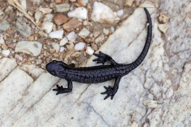 An alpine salamander (Salamandra atra), an endemic amphibian species in the Alps-