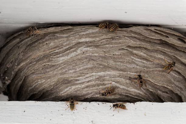 istock Wasps nest among white wood beams 1003167038