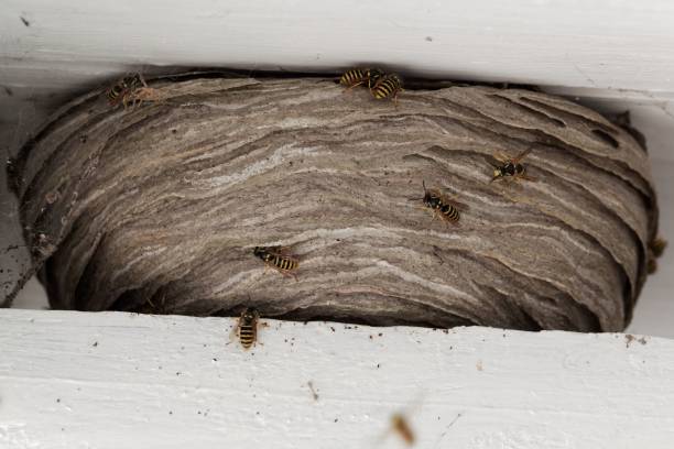 istock Wasps nest among white wood beams 1003168862