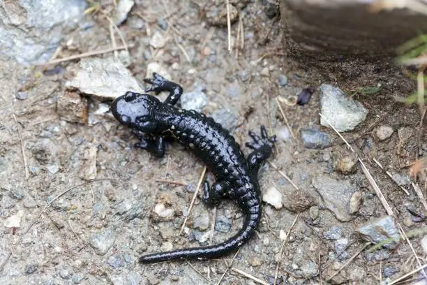 An alpine salamander (Salamandra atra), an endemic amphibian species in the Alps-