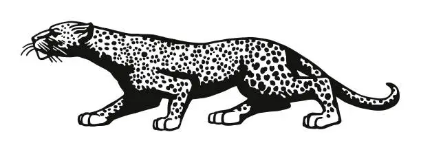 Vector illustration of Leopard on the Prowl