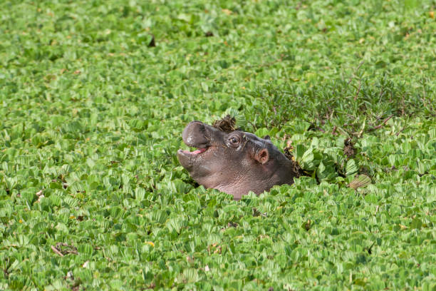 istock Wild Baby Hippo with Head Above Floating Water Lettuce 1003175480