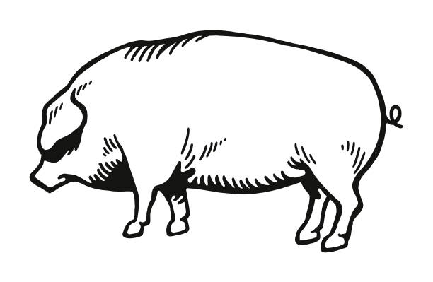 ilustrações de stock, clip art, desenhos animados e ícones de pig - pig pork meat barbecue