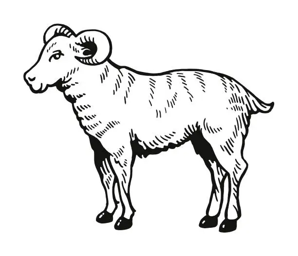 Vector illustration of Ram