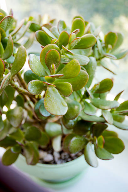 istock A house plant in a pot.window sill. Top view 1003178190