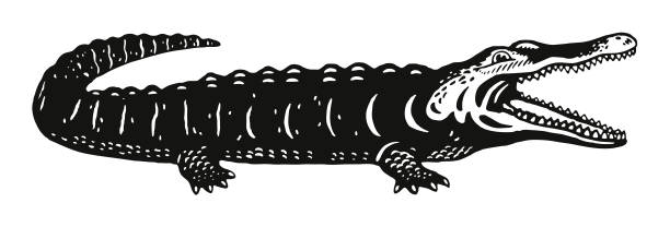 ilustraciones, imágenes clip art, dibujos animados e iconos de stock de mordaza de cocodrilo - alligator