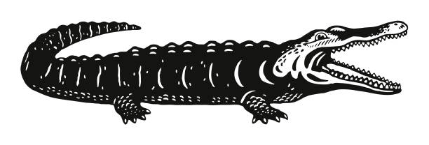 Alligator Alligator alligator stock illustrations