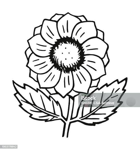 Flower Stock Illustration - Download Image Now - Black And White, Illustration, Sunflower