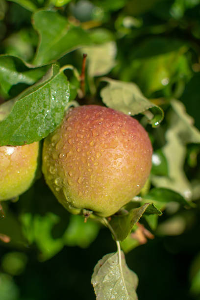 istock Apples riping on apple tree with rain grops, close up, new harvest 1003179166