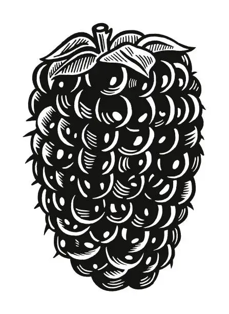 Vector illustration of Blackberry
