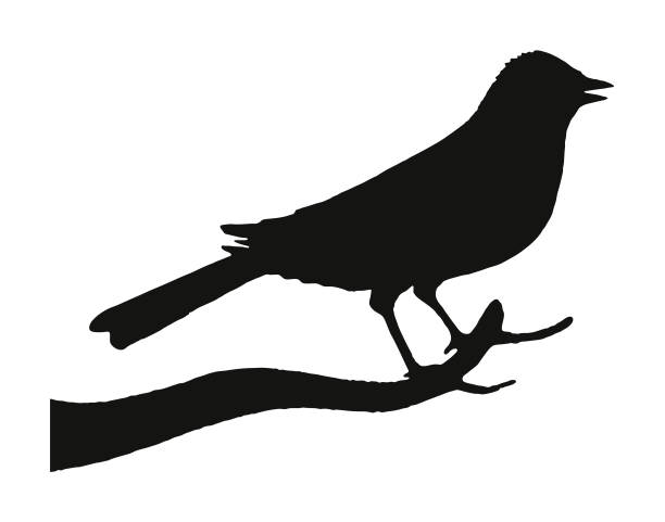 ilustrações de stock, clip art, desenhos animados e ícones de silhouette of a bird - perching