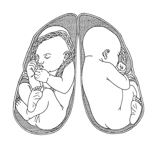 Vector illustration of Unborn Baby