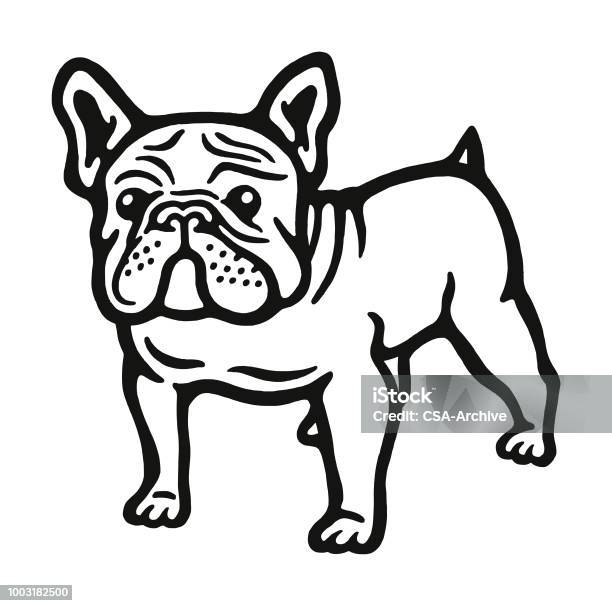 Bulldog Stock Illustration - Download Image Now - Dog, French Bulldog, Illustration