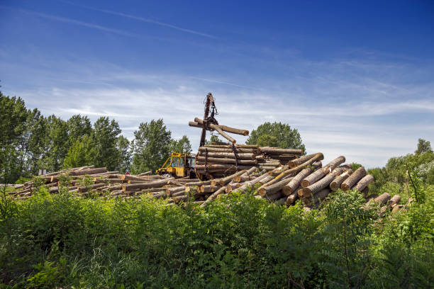 Felled trees stacked in the forest store