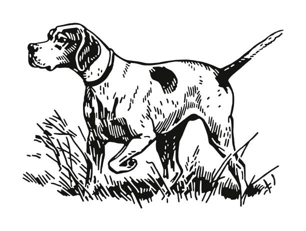 illustrazioni stock, clip art, cartoni animati e icone di tendenza di cane da caccia - cracco