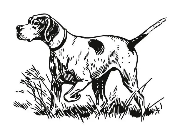 Vector illustration of Hunting Dog