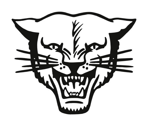 ilustrações, clipart, desenhos animados e ícones de wildcat  - bobcat wildcat undomesticated cat animal