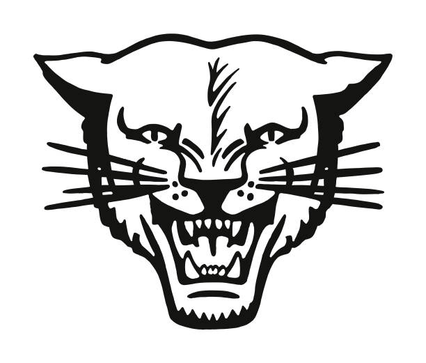 Wildcat Wildcat mountain lion stock illustrations