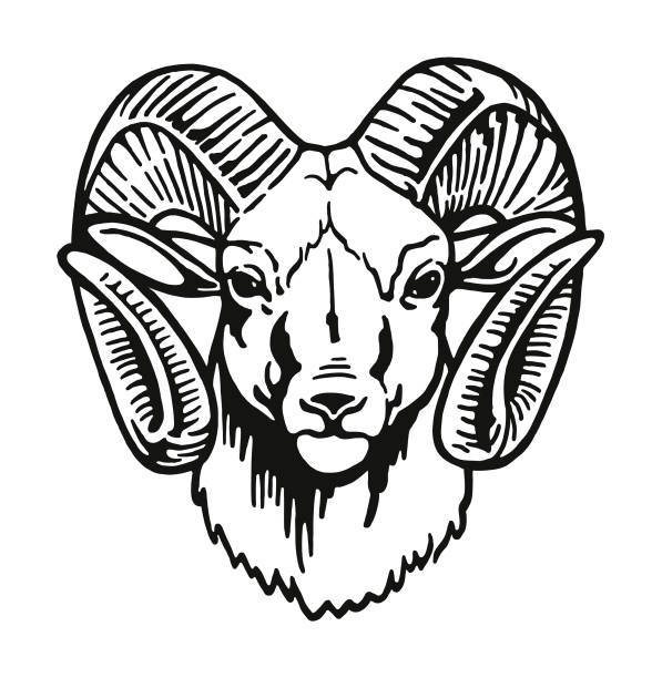 ilustraciones, imágenes clip art, dibujos animados e iconos de stock de cabeza de un carnero - bighorn sheep