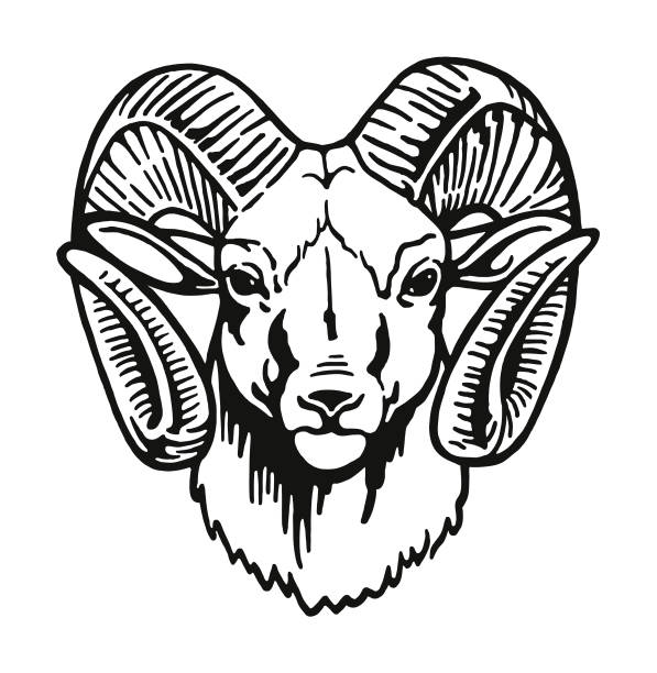 ilustrações de stock, clip art, desenhos animados e ícones de head of a ram - wildlife sheep animal body part animal head