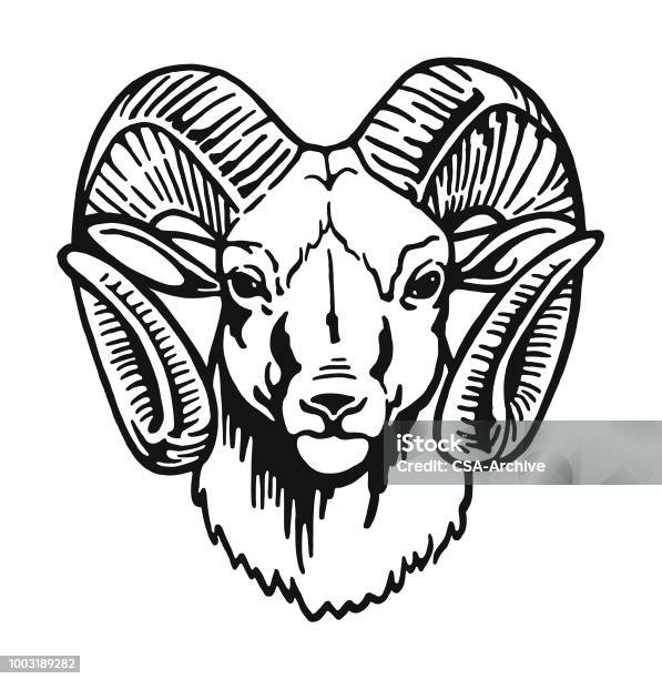 Head Of A Ram Stock Illustration - Download Image Now - Ram - Animal, Bighorn Sheep, Head