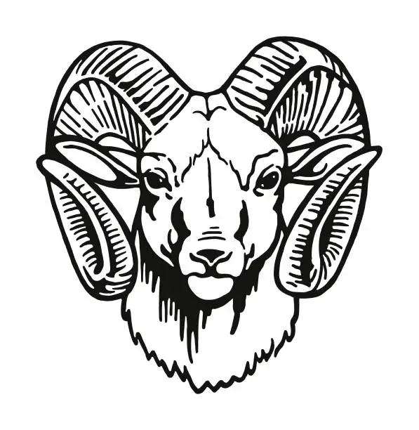 Vector illustration of Head of a Ram