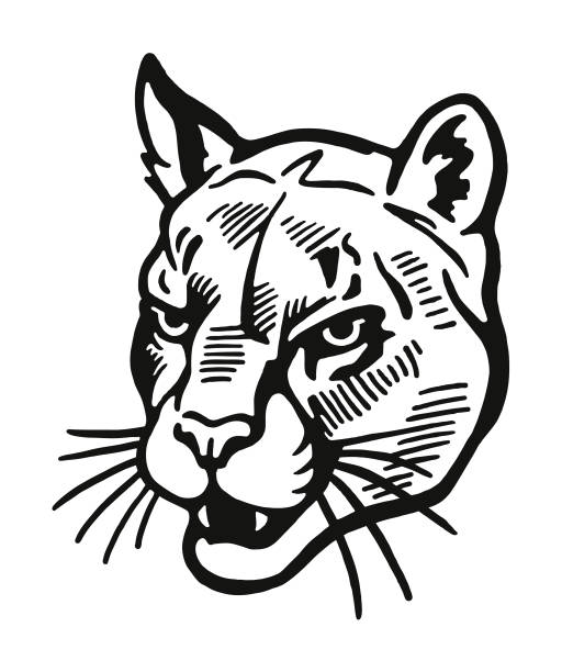 ilustrações, clipart, desenhos animados e ícones de wildcat  - bobcat wildcat undomesticated cat animal