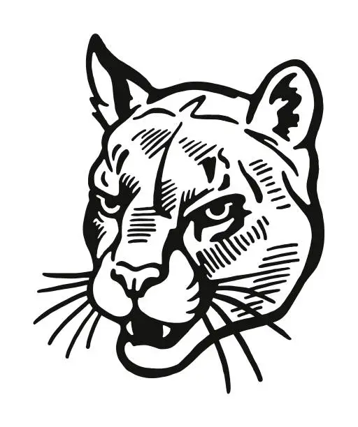 Vector illustration of Wildcat