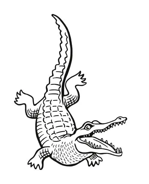 Vector illustration of Alligator