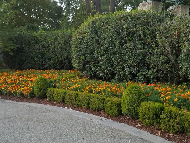 istock Landscaping and Gardening 8 1003192434