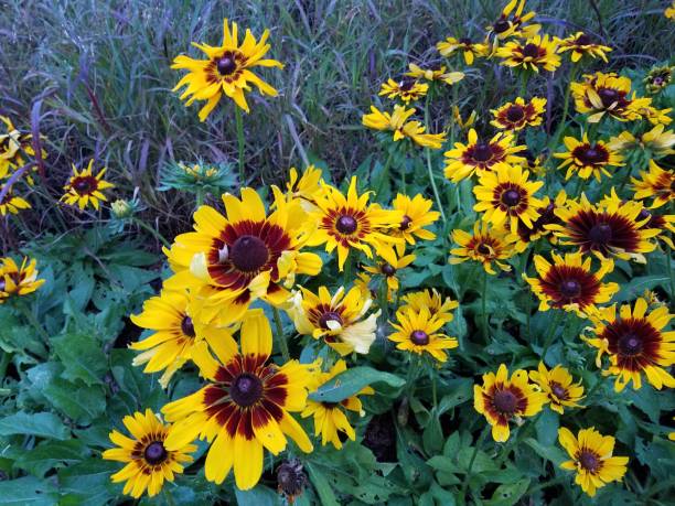 istock Landscaping and Gardening 8 1003192580